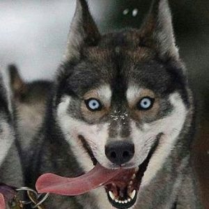タイ、パンガン島、野犬