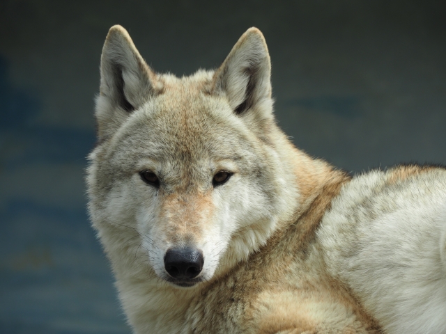 動物虐待、動物園
